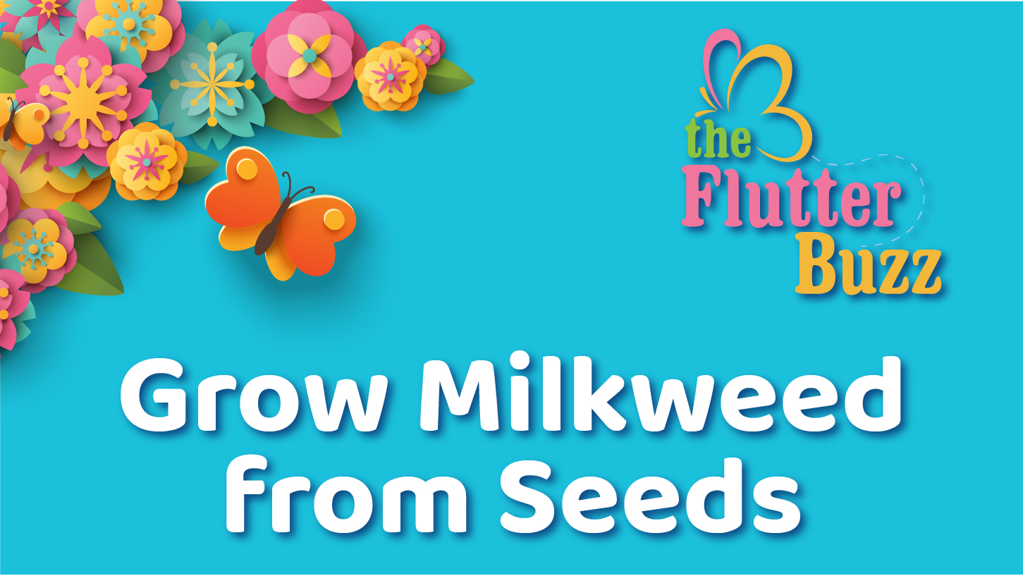 Grow Milkweed from Seeds Header Image