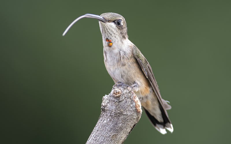 Hummingbird sticking his tongue out