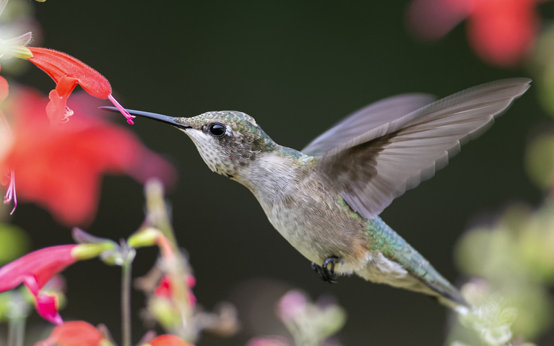 Hummingbird feeding at flower