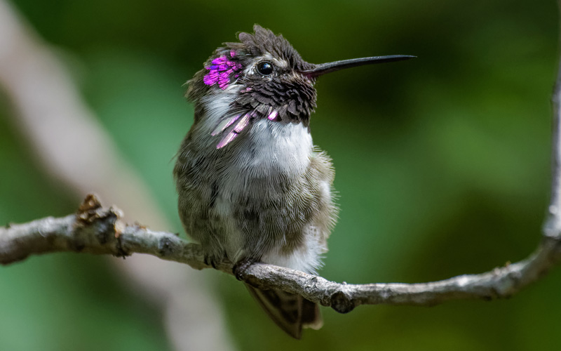 Image of a hummingbird