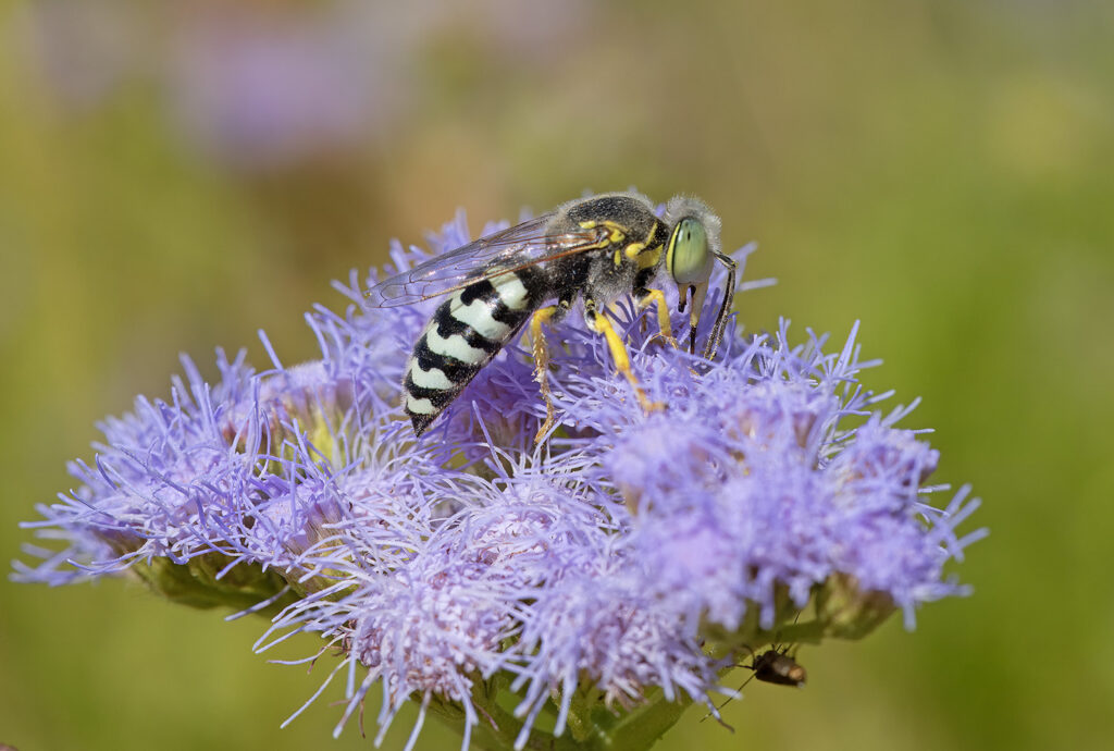 A Bembix americana sand wasp feeding on nectar of a patch of Gregg's Mistflower.