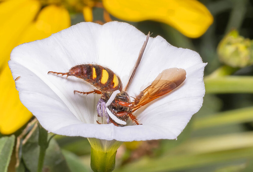 A scoliid wasp feeding on the nectar of a bindweed flower.