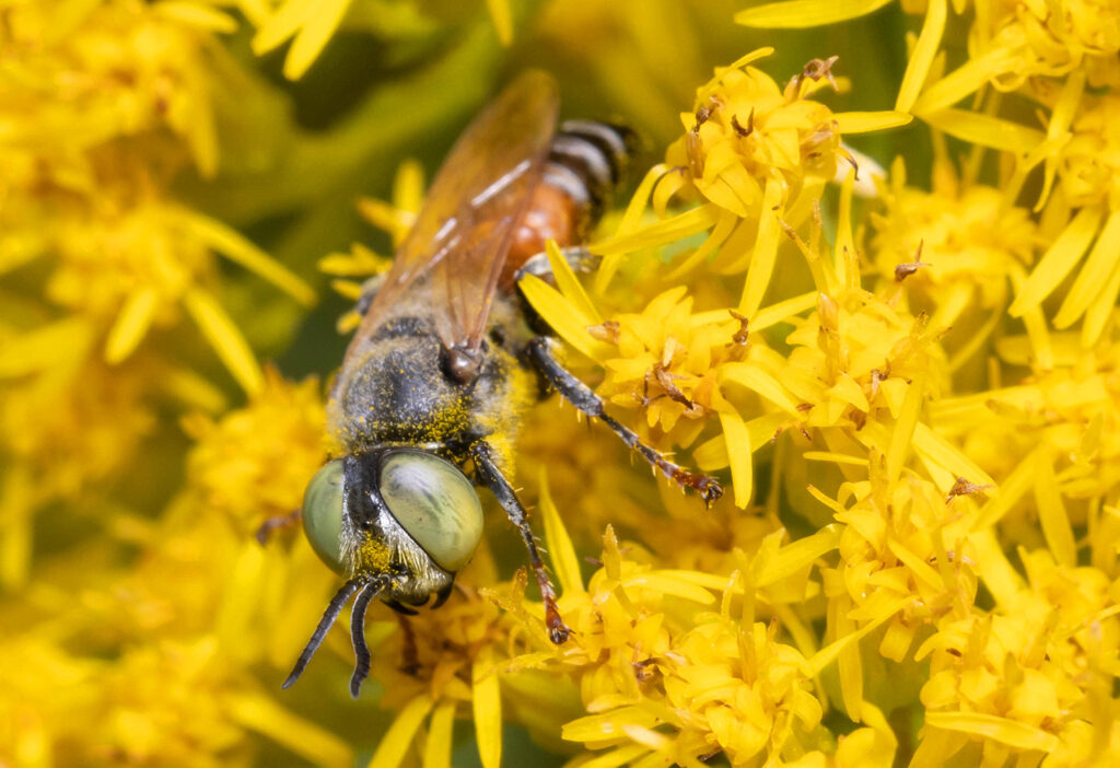 A square headed sand wasp in a patch of yellow goldenrod.