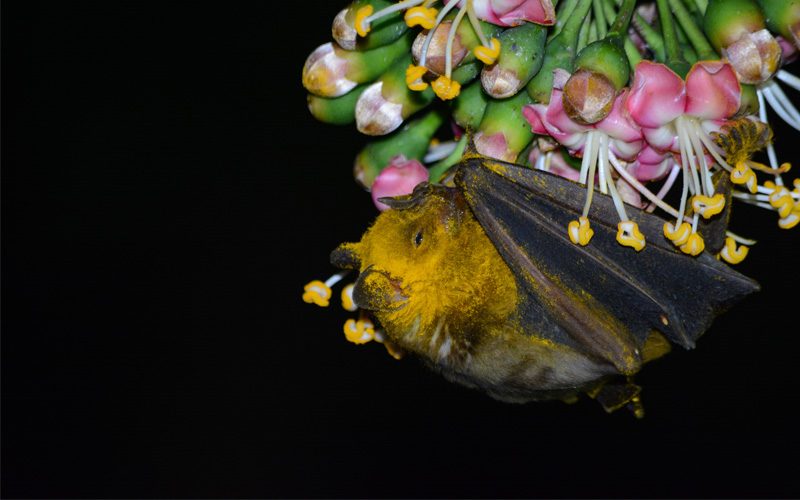 Small bat sleep on flowers.