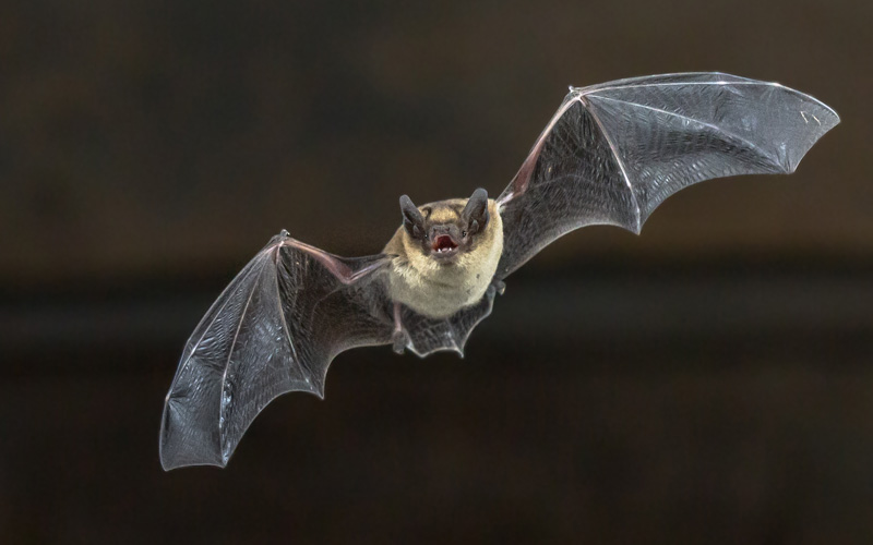 Small black bat flying at night.