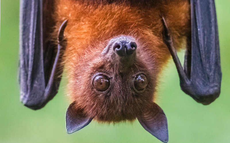 Fruit bat hanging upside down.