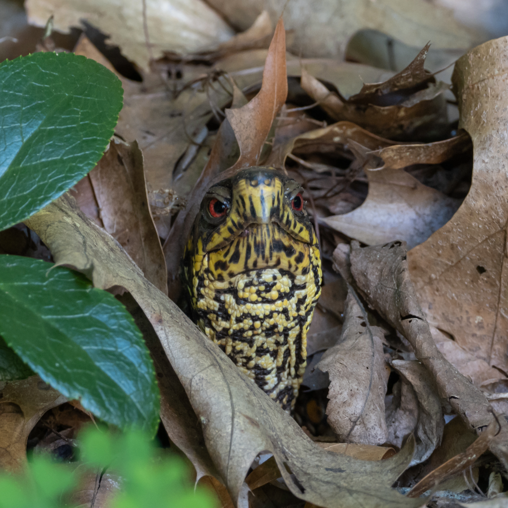 Box turtle with it's head poking out of leaf litter.