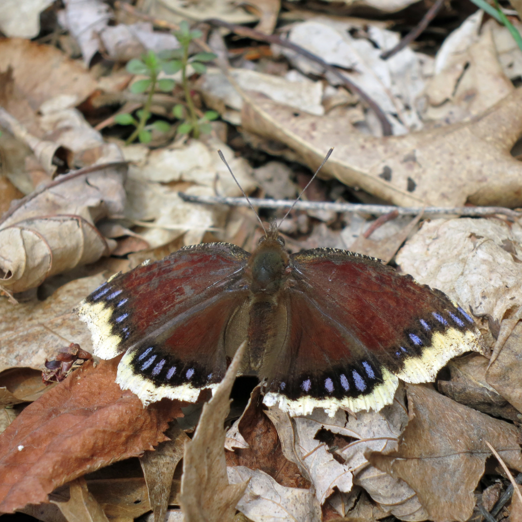 Morning cloak butterfly sunning itself on top of leaf litter on a warm winter day.