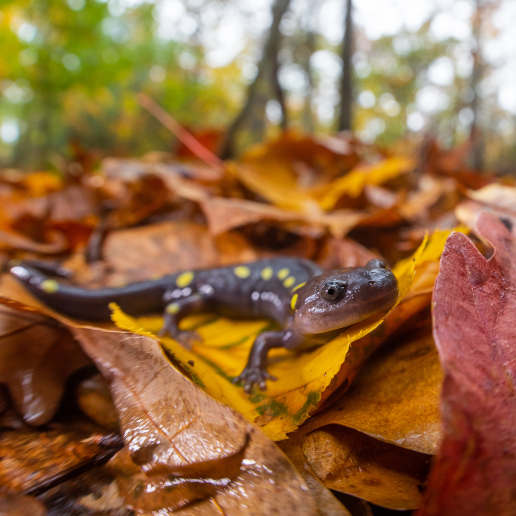 A black salamander with yellow spots crawling on top of leaf litter.